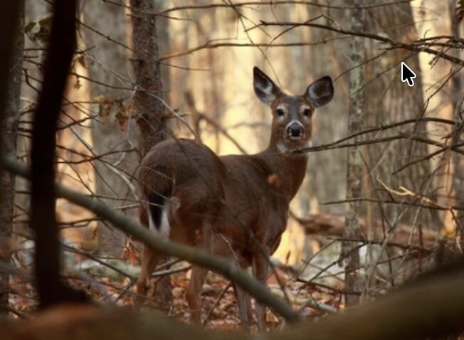 A whitetail doe in the Maine woods